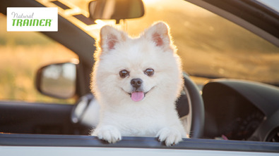 Focus On: Natural Trainer crocchette per cani di p