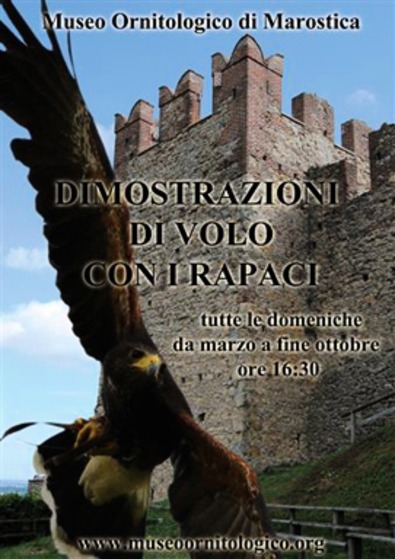 Museo Ornitologico di Marostica "Collezione Massim Museo Ornitologico di Marostica "Collezione Massim