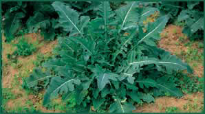 broccolo di Creazzo (VI)
