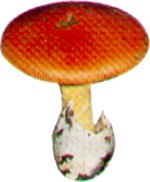 funghi