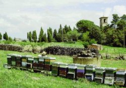 apicoltura