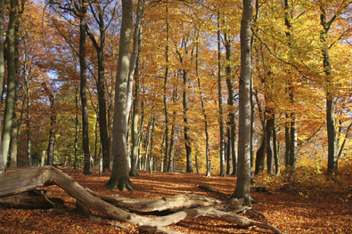 Valstagna: "La Via del Tabacco - Valstagna e i suo Valstagna: "La Via del Tabacco - Valstagna e i suo