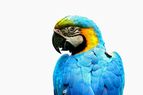 Focus On: Mangime per pappagalli: il giusto nutrim