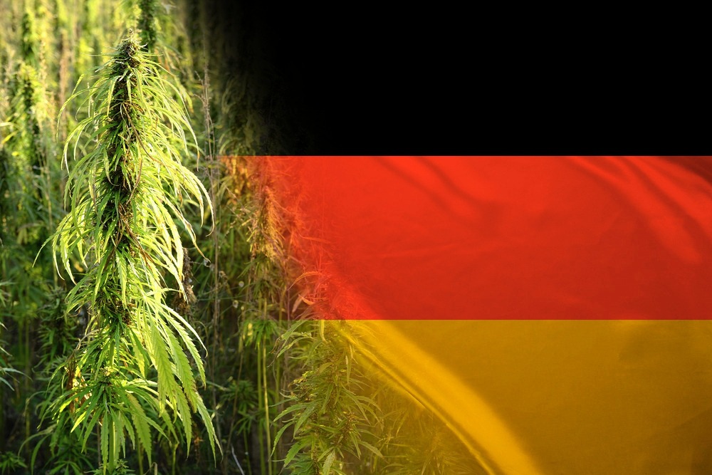 Germania: non aumentano consumatori di cannabis do