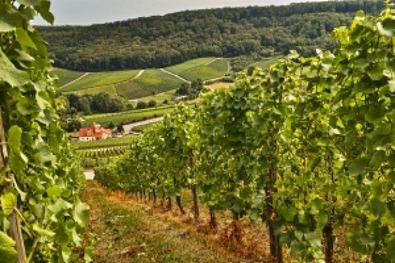 Gustus Berico: vino in mostra a Vicenza